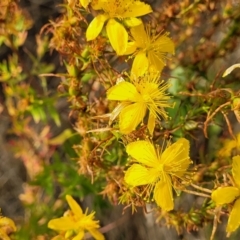 Hypericum perforatum at Gundaroo, NSW - 13 Jan 2023