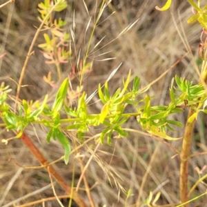 Hypericum perforatum at Gundaroo, NSW - 13 Jan 2023