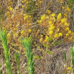 Hypericum perforatum at Gundaroo, NSW - 13 Jan 2023