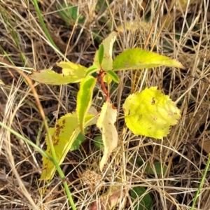 Prunus sp. at Gundaroo, NSW - 13 Jan 2023 08:13 AM