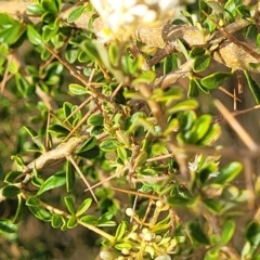 Bursaria spinosa subsp. lasiophylla at Gundaroo, NSW - 13 Jan 2023