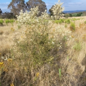 Bursaria spinosa subsp. lasiophylla at Gundaroo, NSW - 13 Jan 2023 08:11 AM