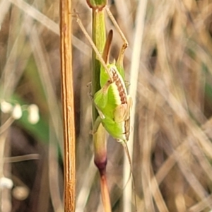 Conocephalus semivittatus at Mcleods Creek Res (Gundaroo) - 13 Jan 2023