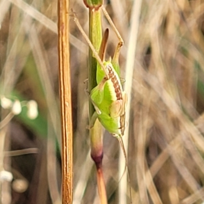 Conocephalus semivittatus (Meadow katydid) at Gundaroo, NSW - 13 Jan 2023 by trevorpreston