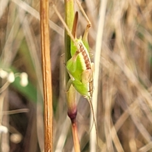 Conocephalus semivittatus at Mcleods Creek Res (Gundaroo) - 13 Jan 2023