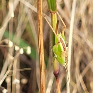 Conocephalus semivittatus at Mcleods Creek Res (Gundaroo) - 13 Jan 2023