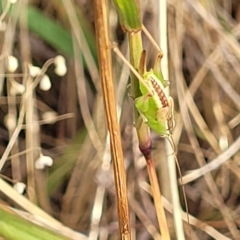 Conocephalus semivittatus at Mcleods Creek Res (Gundaroo) - 13 Jan 2023