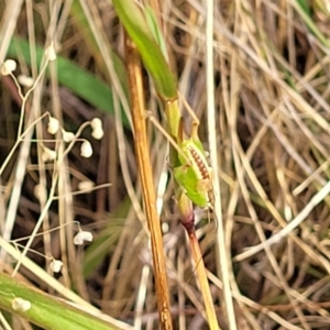 Conocephalus semivittatus at Mcleods Creek Res (Gundaroo) - 13 Jan 2023