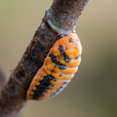 Monophlebulus sp. (genus) (Giant Snowball Mealybug) at Penrose - 11 Jan 2023 by Aussiegall