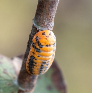 Monophlebulus sp. (genus) at Penrose, NSW - 11 Jan 2023