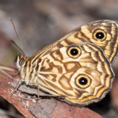 Geitoneura acantha (Ringed Xenica) at Penrose - 11 Jan 2023 by Aussiegall