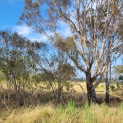 Eucalyptus melliodora (Yellow Box) at Gundaroo, NSW - 13 Jan 2023 by trevorpreston