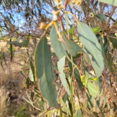 Eucalyptus melliodora at Mcleods Creek Res (Gundaroo) - 13 Jan 2023