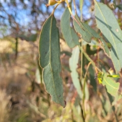 Eucalyptus melliodora at Gundaroo, NSW - 13 Jan 2023
