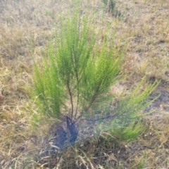 Cassinia sifton (Sifton Bush, Chinese Shrub) at Gundaroo, NSW - 13 Jan 2023 by trevorpreston