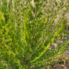 Cassinia sifton at Gundaroo, NSW - 13 Jan 2023 08:01 AM