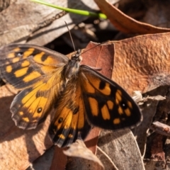 Geitoneura klugii (Marbled Xenica) at Wingecarribee Local Government Area - 11 Jan 2023 by Aussiegall