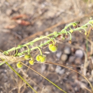 Hackelia suaveolens at Gundaroo, NSW - 13 Jan 2023