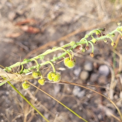 Hackelia suaveolens (Sweet Hounds Tongue) at Gundaroo, NSW - 13 Jan 2023 by trevorpreston