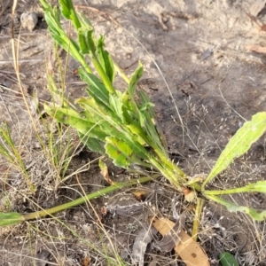 Hackelia suaveolens at Gundaroo, NSW - 13 Jan 2023