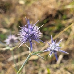 Eryngium ovinum (Blue Devil) at Gundaroo, NSW - 12 Jan 2023 by trevorpreston