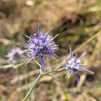 Eryngium ovinum (Blue Devil) at Gundaroo, NSW - 13 Jan 2023 by trevorpreston