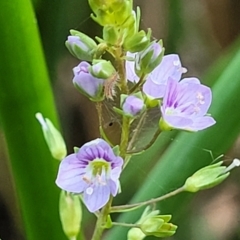 Veronica anagallis-aquatica (Blue Water Speedwell) at Lawson, ACT - 13 Jan 2023 by trevorpreston