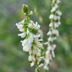 Melilotus albus (Bokhara) at Lawson, ACT - 13 Jan 2023 by trevorpreston