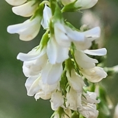 Melilotus albus at Lawson, ACT - 13 Jan 2023