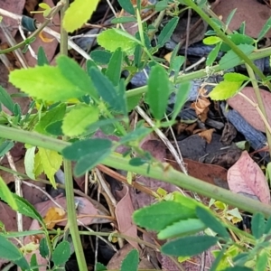 Melilotus albus at Lawson, ACT - 13 Jan 2023