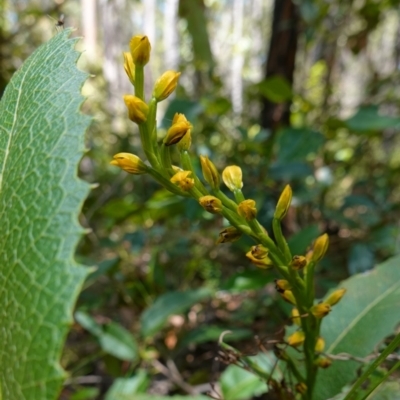 Prasophyllum flavum (Yellow Leek Orchid) at Jerrawangala National Park - 9 Jan 2023 by RobG1