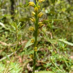 Prasophyllum flavum at Jerrawangala, NSW - 9 Jan 2023