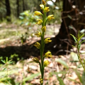 Prasophyllum flavum at Jerrawangala, NSW - 9 Jan 2023