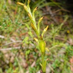 Prasophyllum flavum at Jerrawangala, NSW - 9 Jan 2023