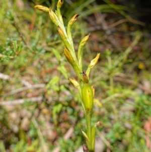 Prasophyllum flavum at Jerrawangala, NSW - 9 Jan 2023