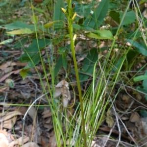 Prasophyllum flavum at Jerrawangala, NSW - 9 Jan 2023