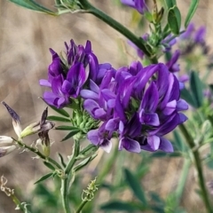 Medicago sativa (Lucerne, Alfalfa) at Lawson, ACT - 13 Jan 2023 by trevorpreston