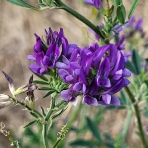 Medicago sativa at Lawson, ACT - 13 Jan 2023 06:57 AM