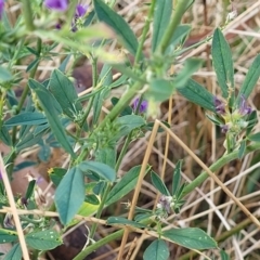 Medicago sativa at Lawson, ACT - 13 Jan 2023 06:57 AM