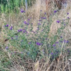 Medicago sativa at Lawson, ACT - 13 Jan 2023 06:57 AM