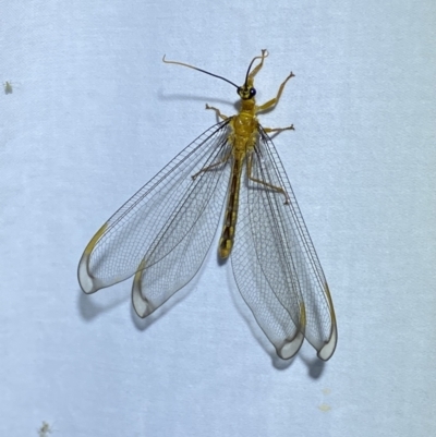 Nymphes myrmeleonoides (Blue eyes lacewing) at Jerrabomberra, NSW - 13 Jan 2023 by Steve_Bok