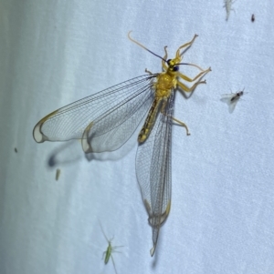 Nymphes myrmeleonoides at Jerrabomberra, NSW - 13 Jan 2023