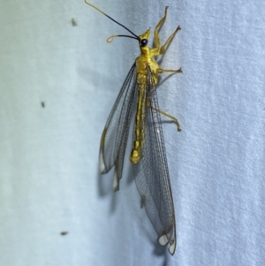 Nymphes myrmeleonoides at Jerrabomberra, NSW - 13 Jan 2023