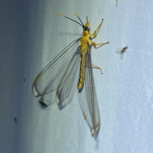 Nymphes myrmeleonoides at Jerrabomberra, NSW - 13 Jan 2023