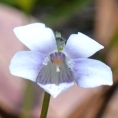 Viola silicestris (Sandstone Violet) at Jerrawangala, NSW - 9 Jan 2023 by RobG1