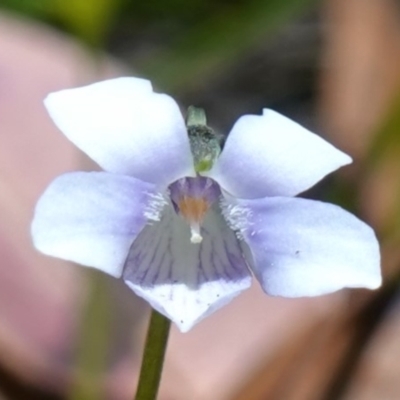 Viola silicestris (Sandstone Violet) at Jerrawangala National Park - 9 Jan 2023 by RobG1