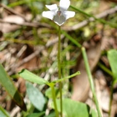 Viola silicestris at Jerrawangala, NSW - 9 Jan 2023