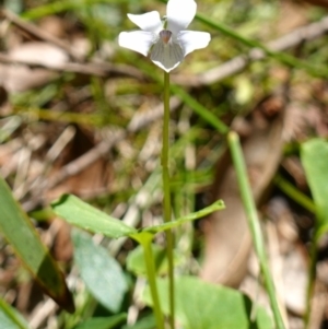 Viola silicestris at Jerrawangala, NSW - suppressed