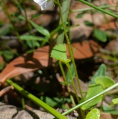Viola silicestris at Jerrawangala, NSW - suppressed