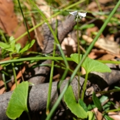 Viola silicestris at Jerrawangala, NSW - 9 Jan 2023